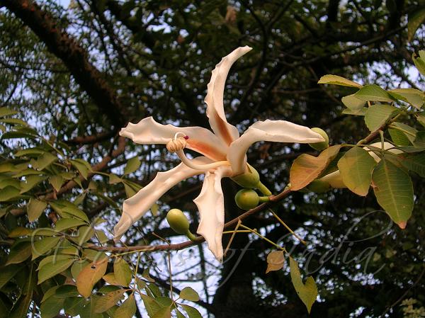 White Floss Silk Tree